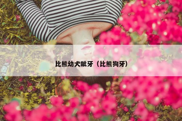 比熊幼犬龇牙（比熊狗牙）
