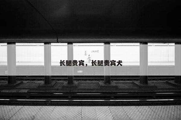 长腿贵宾，长腿贵宾犬