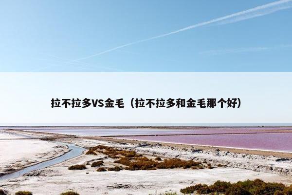 拉不拉多VS金毛（拉不拉多和金毛那个好）