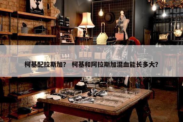 柯基配拉斯加？ 柯基和阿拉斯加混血能长多大？