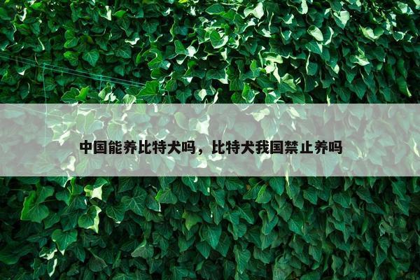 中国能养比特犬吗，比特犬我国禁止养吗