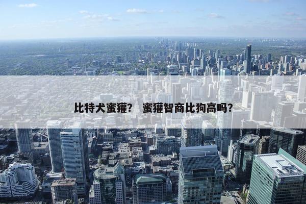 比特犬蜜獾？ 蜜獾智商比狗高吗？