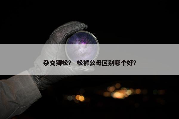 杂交狮松？ 松狮公母区别哪个好？
