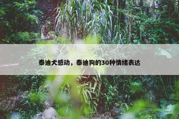 泰迪犬感动，泰迪狗的30种情绪表达