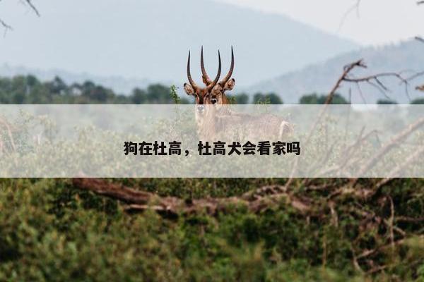 狗在杜高，杜高犬会看家吗