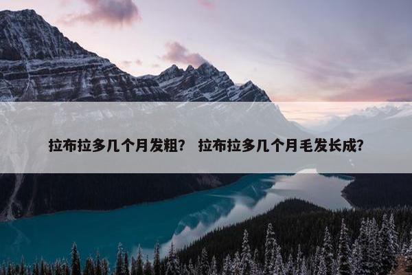 拉布拉多几个月发粗？ 拉布拉多几个月毛发长成？
