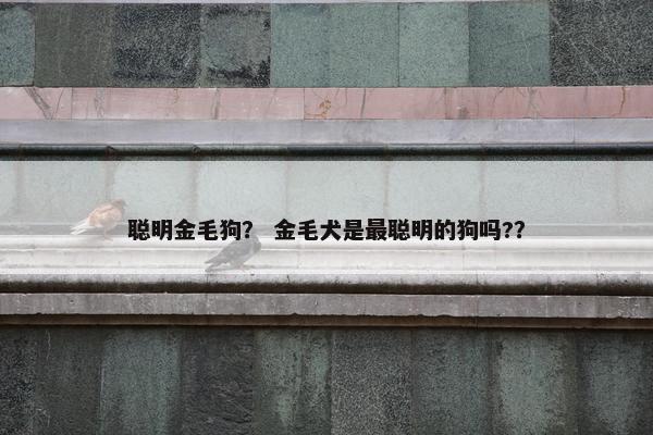 聪明金毛狗？ 金毛犬是最聪明的狗吗?？
