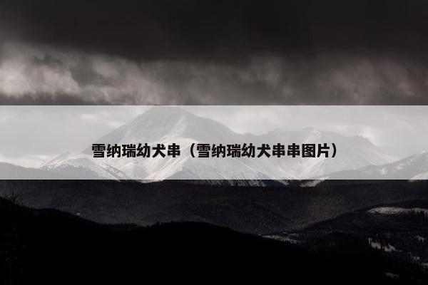 雪纳瑞幼犬串（雪纳瑞幼犬串串图片）