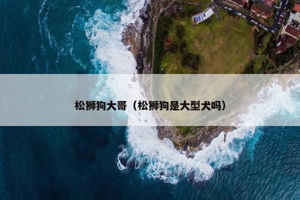 松狮狗大哥（松狮狗是大型犬吗）
