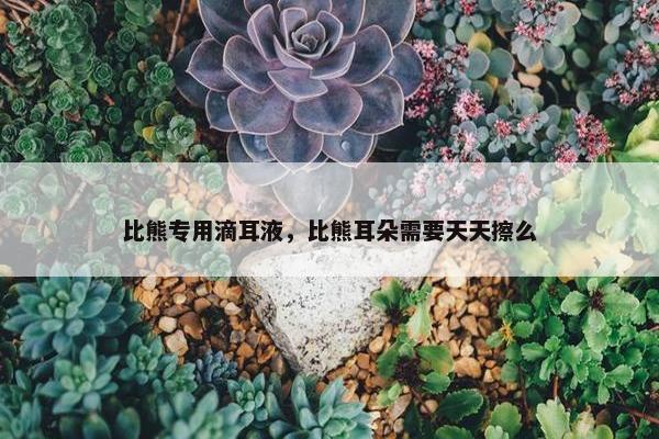 比熊专用滴耳液，比熊耳朵需要天天擦么