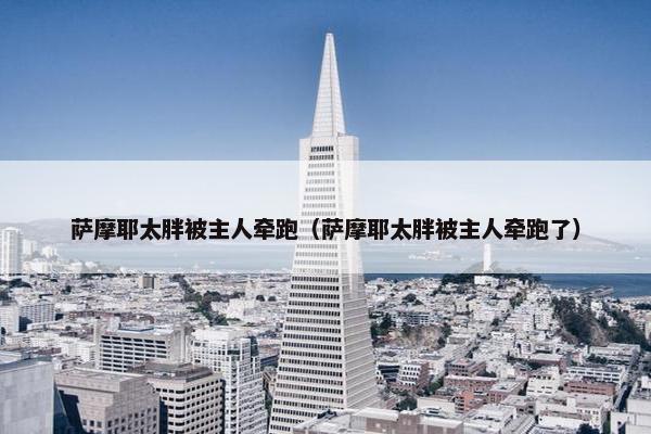 萨摩耶太胖被主人牵跑（萨摩耶太胖被主人牵跑了）