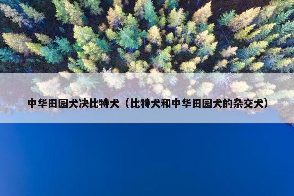 中华田园犬决比特犬（比特犬和中华田园犬的杂交犬）