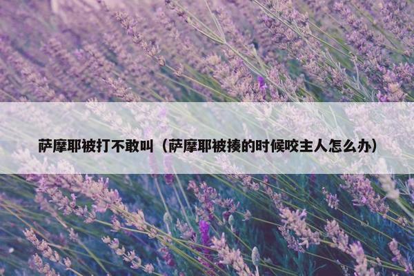 萨摩耶被打不敢叫（萨摩耶被揍的时候咬主人怎么办）