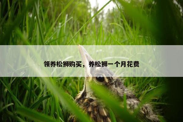 领养松狮购买，养松狮一个月花费
