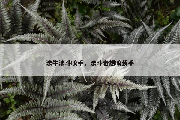 法牛法斗咬手，法斗老想咬我手