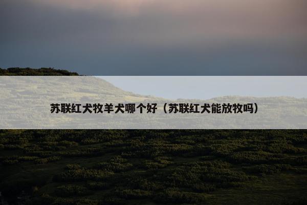 苏联红犬牧羊犬哪个好（苏联红犬能放牧吗）