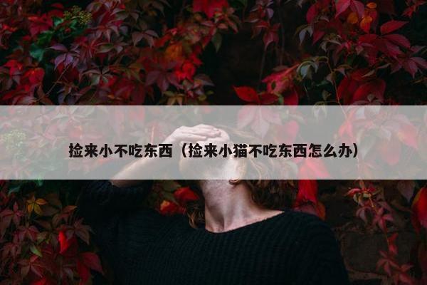 捡来小不吃东西（捡来小猫不吃东西怎么办）