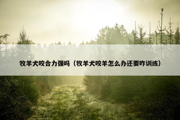 牧羊犬咬合力强吗（牧羊犬咬羊怎么办还要咋训练）