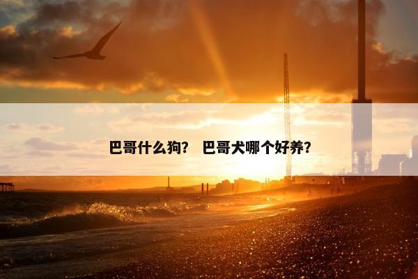 巴哥什么狗？ 巴哥犬哪个好养？