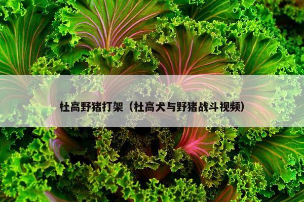 杜高野猪打架（杜高犬与野猪战斗视频）