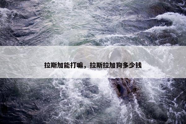 拉斯加能打嘛，拉斯拉加狗多少钱