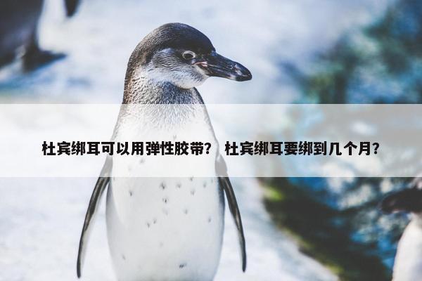杜宾绑耳可以用弹性胶带？ 杜宾绑耳要绑到几个月？