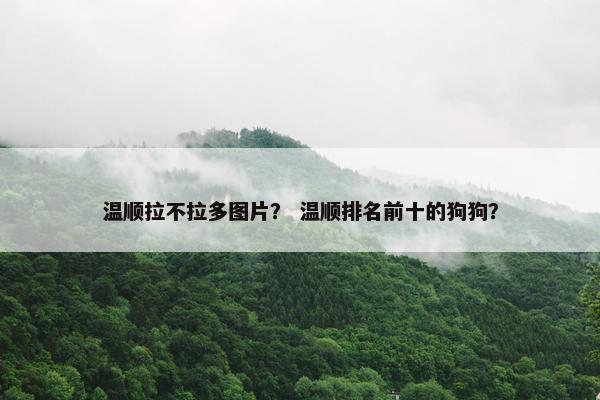 温顺拉不拉多图片？ 温顺排名前十的狗狗？
