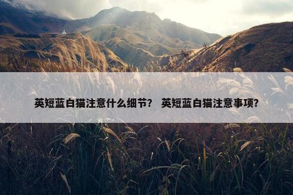 英短蓝白猫注意什么细节？ 英短蓝白猫注意事项？