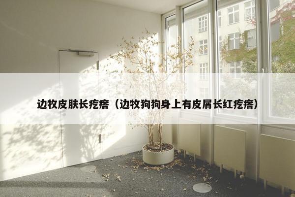 边牧皮肤长疙瘩（边牧狗狗身上有皮屑长红疙瘩）