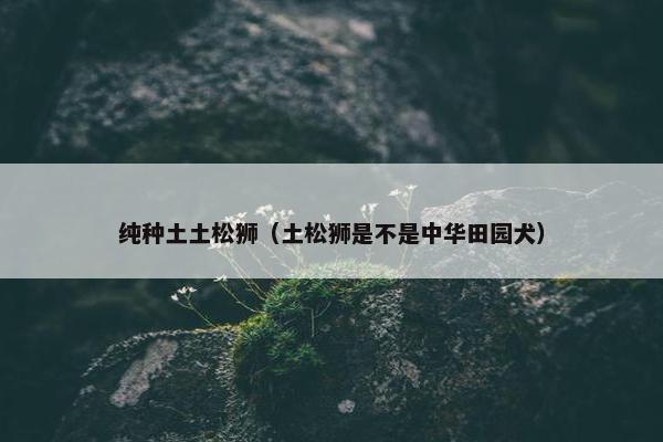 纯种土土松狮（土松狮是不是中华田园犬）