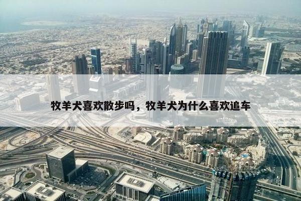 牧羊犬喜欢散步吗，牧羊犬为什么喜欢追车
