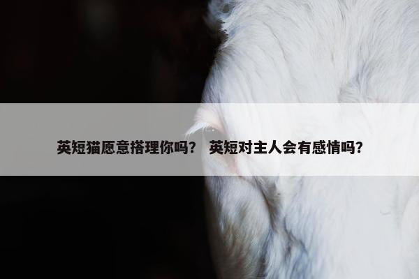 英短猫愿意搭理你吗？ 英短对主人会有感情吗？