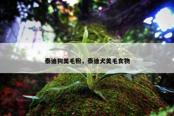泰迪狗美毛粉，泰迪犬美毛食物
