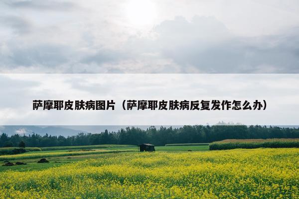 萨摩耶皮肤病图片（萨摩耶皮肤病反复发作怎么办）