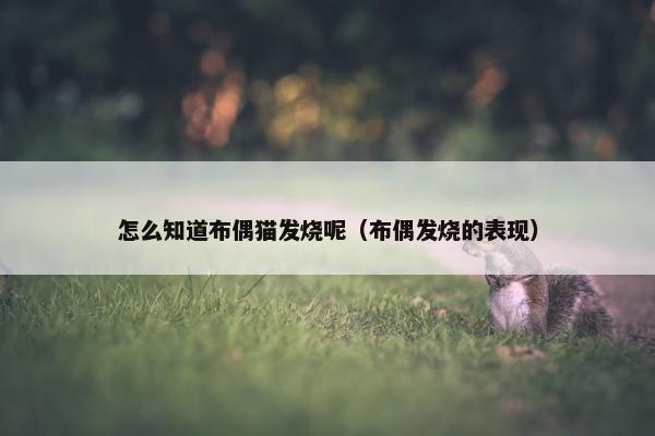 怎么知道布偶猫发烧呢（布偶发烧的表现）