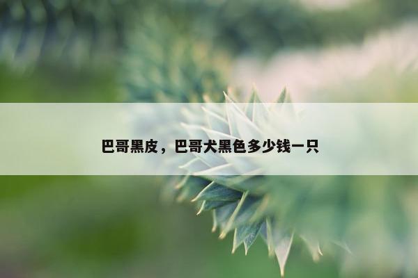 巴哥黑皮，巴哥犬黑色多少钱一只