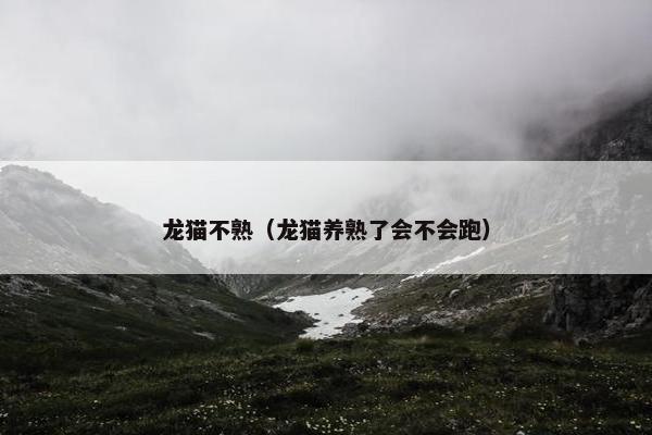 龙猫不熟（龙猫养熟了会不会跑）