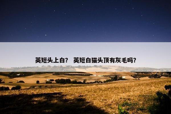 英短头上白？ 英短白猫头顶有灰毛吗？