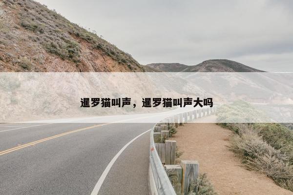 暹罗猫叫声，暹罗猫叫声大吗