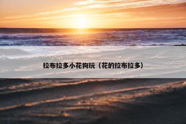 拉布拉多小花狗玩（花的拉布拉多）