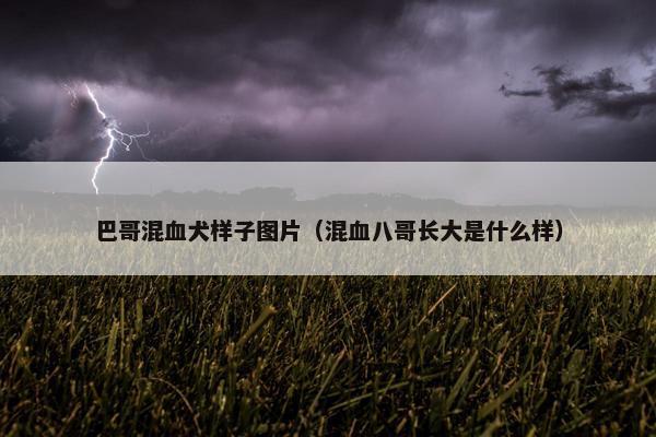 巴哥混血犬样子图片（混血八哥长大是什么样）
