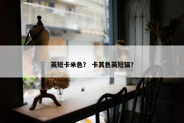 英短卡米色？ 卡其色英短猫？