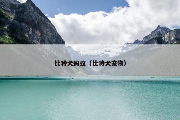 比特犬蚂蚁（比特犬宠物）