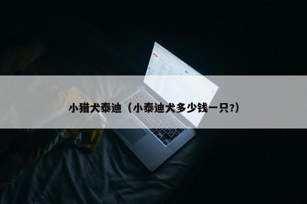 小猎犬泰迪（小泰迪犬多少钱一只?）