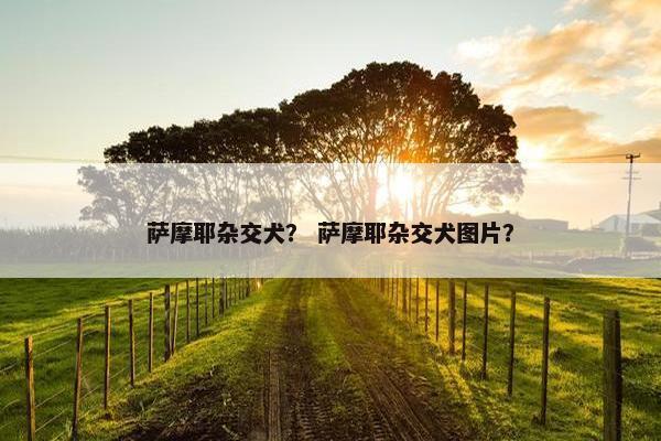 萨摩耶杂交犬？ 萨摩耶杂交犬图片？