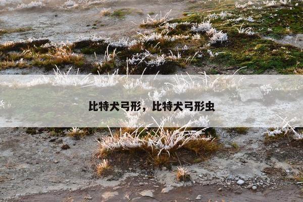 比特犬弓形，比特犬弓形虫