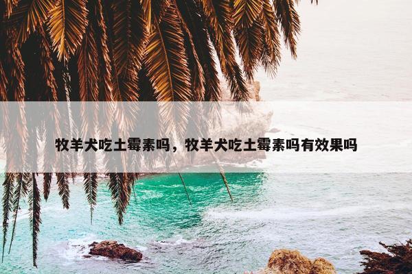 牧羊犬吃土霉素吗，牧羊犬吃土霉素吗有效果吗