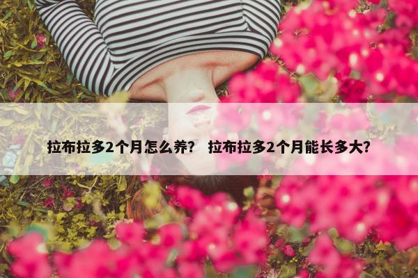 拉布拉多2个月怎么养？ 拉布拉多2个月能长多大？