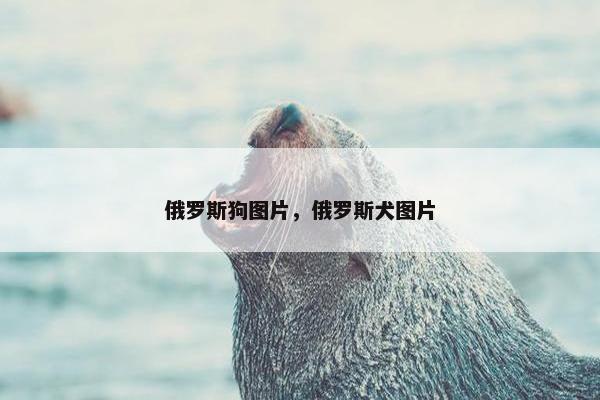 俄罗斯狗图片，俄罗斯犬图片