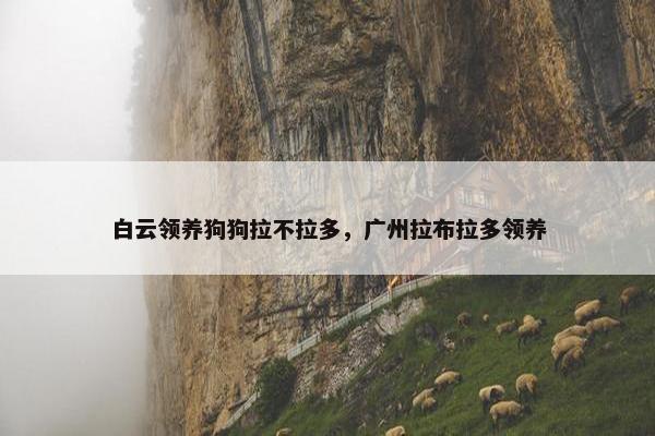 白云领养狗狗拉不拉多，广州拉布拉多领养